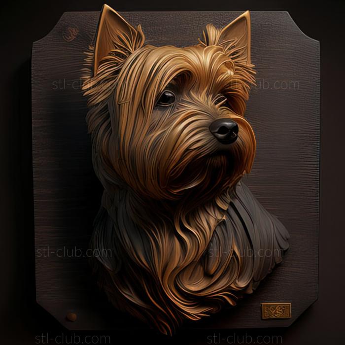 st Australian Silky Terrier dog